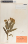 Nerium oleander L., Costa Rica, M. Valerio 1295, F