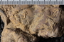 PE 61722 fossil2