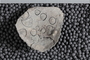 UC 14986 fossil2