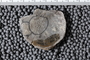UC 14986 fossil4