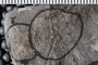 UC 14986 fossil5