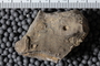 UC 14988 fossil