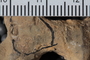 UC 14989 fossil3