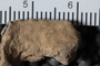 UC 14989 fossil5