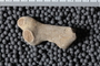 UC 17511 fossil4
