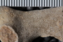 UC 17511 fossil5