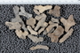 UC 17520 fossil