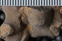 UC 17520 fossil5