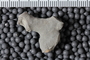 UC 17521 fossil4