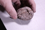 P 10982 fossil3