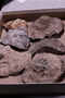 P 10982 fossil4
