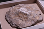P 10983 fossil3
