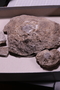 P 10983 fossil4