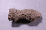 P 16142 fossil2