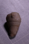 P 16558 fossil2