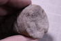 P 16558 fossil3