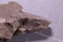 P 16976 fossil