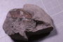 P 16989 fossil