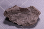 P 17011 fossil