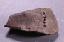 P 17044 fossil