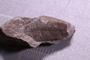 P 17044 fossil2