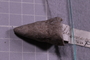 P 17680 fossil