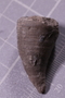 P 17700 a fossil2