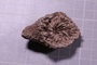 P 17931 fossil