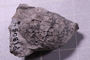 P 18054 fossil