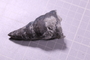 P 22535 fossil