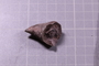 P 5794 fossil