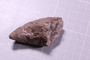 P 5795 fossil