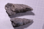 P 6065 fossil