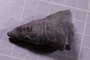 P 6486 fossil2
