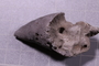 P 6486 fossil3
