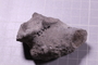 P 6487 fossil