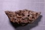 P 7485 fossil
