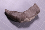P 88 a fossil