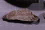 P 9537 fossil3