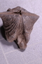 P 9538 fossil