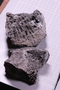 PE 1478 fossil