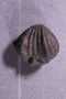 PE 16572 a fossil