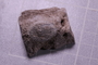PE 17063 fossil