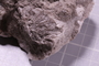 PE 17065 fossil