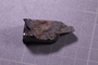 PE 17072 fossil