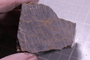 PE 17156 fossil