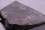 PE 17157 fossil