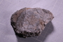 PE 17396 fossil