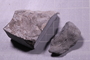 PE 17397 fossil