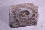 PE 17398 fossil